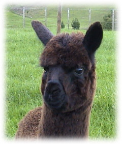 Braveheart (pur prizewinning alpaca)