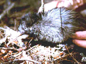 Kiwi chick